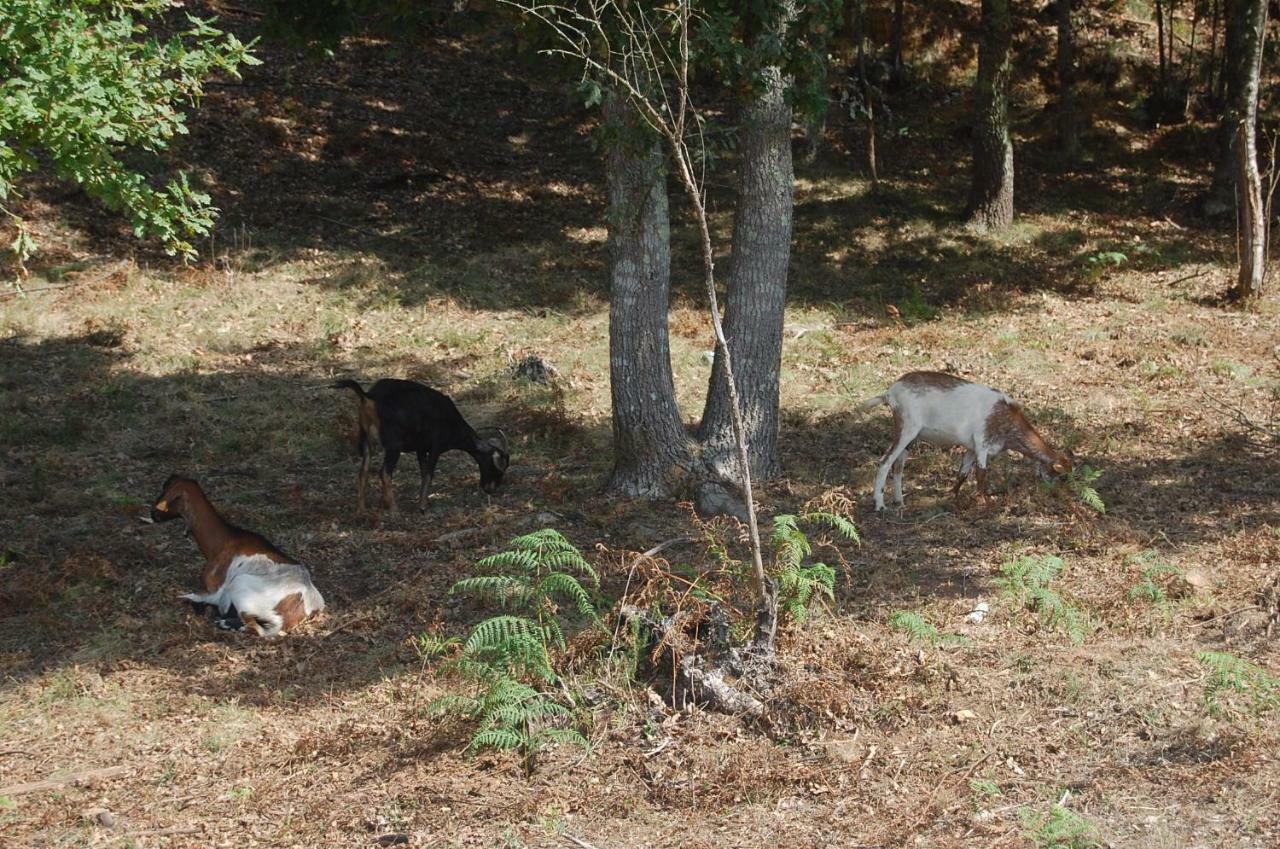Casa De Campo "Quinta Do Cadafaz" Alvarenga Dış mekan fotoğraf